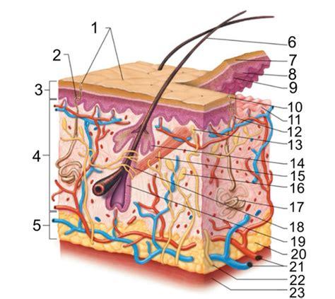 wack adv anatomy hair follicle diagram Flashcards | Quizlet