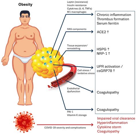 Cells Free Full Text Obesity As A Risk Factor For Severe COVID 19