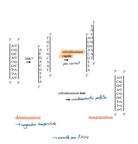 La R Plication De Ladn Flashcards Quizlet