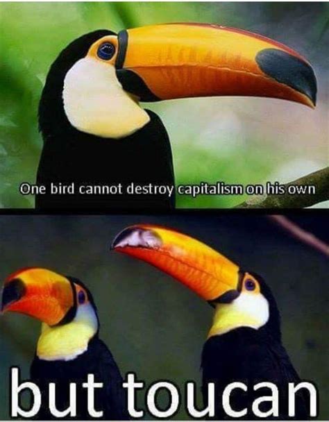 toucan - Meme Guy