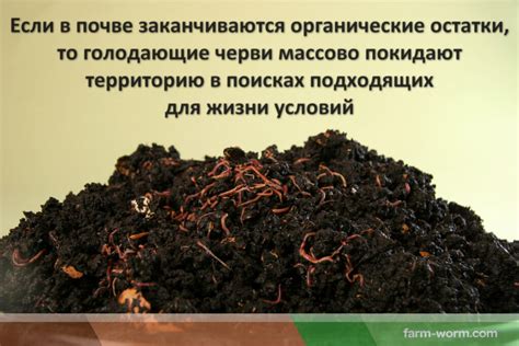 Кто такие компостные черви. Где купить? - Диптера