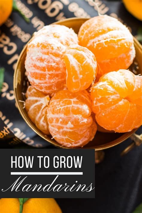 How To Grow A Mandarin Tree From A Seed Artofit