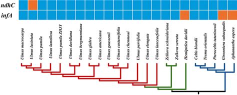 Loss of chloroplast protein-coding genes in the phylogeny of 23 ... 