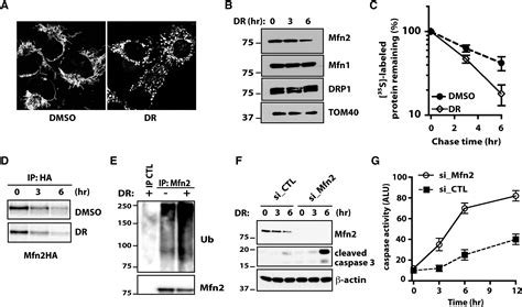 Stress-Induced Phosphorylation and Proteasomal Degradation of Mitofusin ... 
