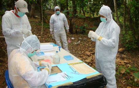 Muere mujer por Hantavirus en Las Palmas de Veraguas Panamá América