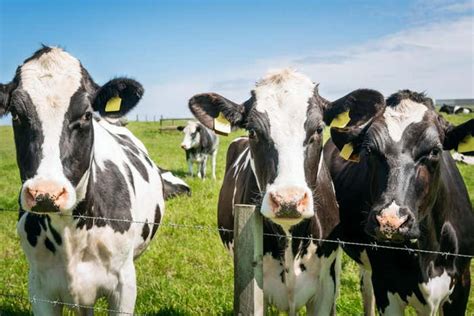Nutrient found in beef and milk shows promise against several cancers ... 