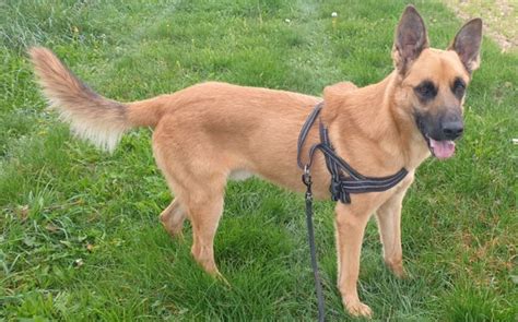 Ces chiens attendent au refuge de Nargis découvrez les portraits de