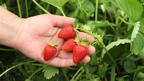 15 Best Farms For Strawberry Picking In The Bay Area 2024 Map