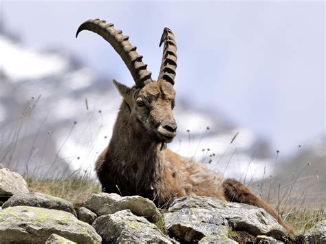 Wissenswertes Ber Den Steinbock Im Wildgehege Moritzburg