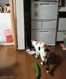 Cat Cucumber GIF - Cat Cucumber Shocked - Discover & Share GIFs