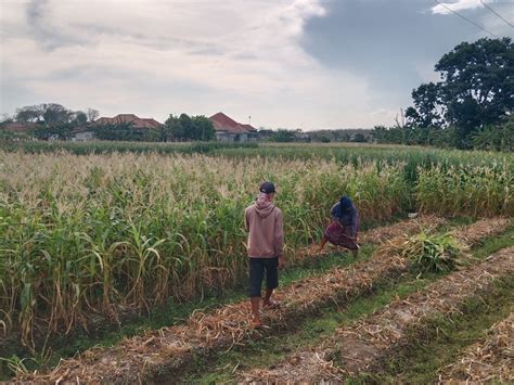 Guna Antisipasi Krisis Pangan Petani Di Pamekasan Inginkan Lumbung