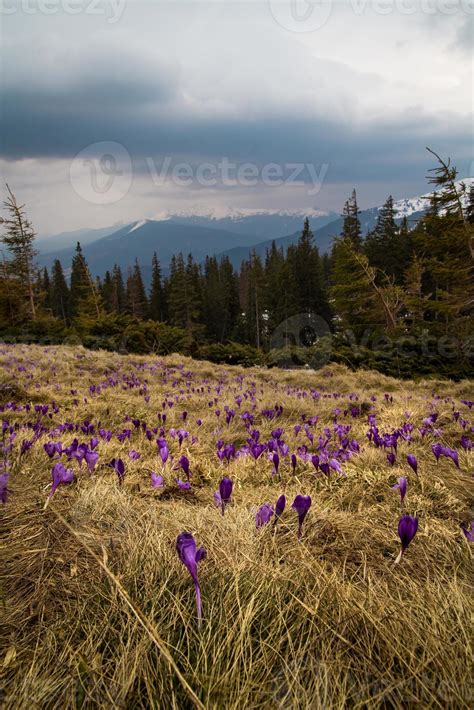 Flowering crocus field beside fir trees landscape photo 20711726 Stock