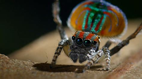 Nature's Miniature Miracles | Peacock Spider Performs Colorful Dance to ...