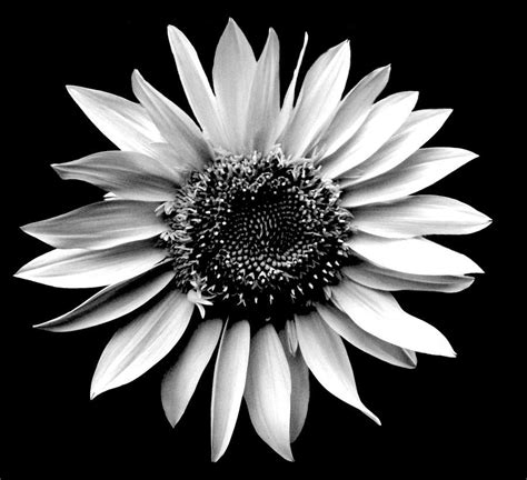 Black And White Sunflower Wallpaper