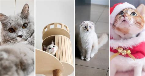 4 Cutest Cat Instagram Accounts to Follow (Local Edition)!