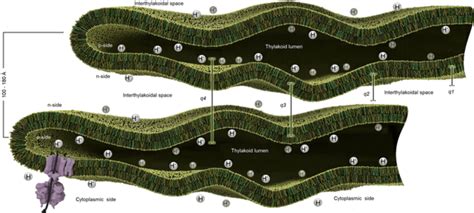 Thylakoid membrane sheet-like structure dynamics.: A small region of... | Download Scientific ...