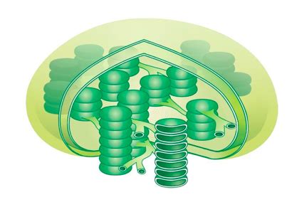 Chloroplast Diagram Diagram | Quizlet