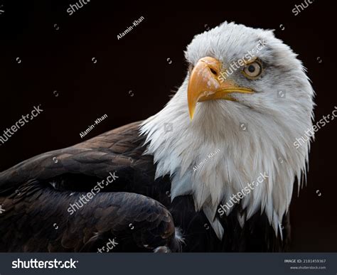 Bald Eagle Bird Prey Found North Stock Photo 2181459367 | Shutterstock