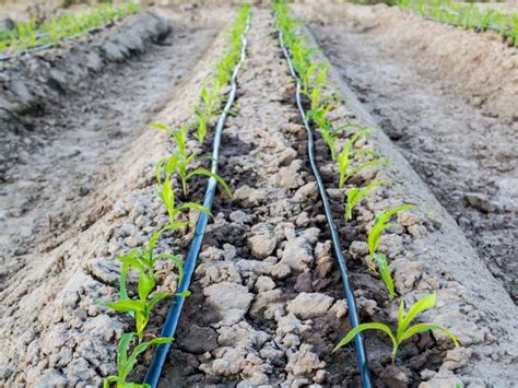 Apprenez Combien De Temps Il Faut Arroser Les Plantes Avec L Irrigation