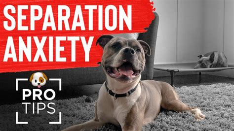 How To Fix Separation Anxiety In Your Dog Professional Tips And Tools