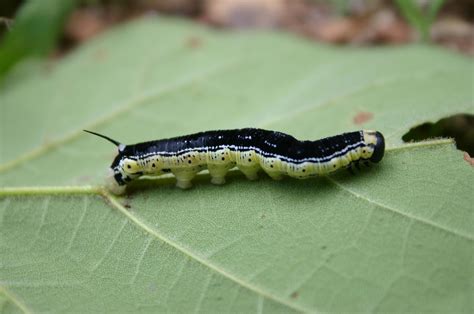 Garden Worms Identification | Fasci Garden