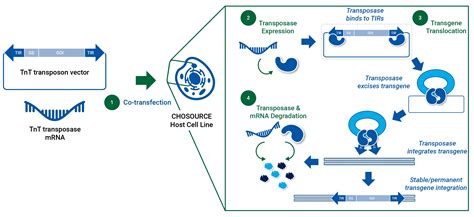 Bioproduction Tnt Transposon Technology