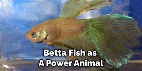 Betta Fish Symbolism Spiritual Meaning And Totem