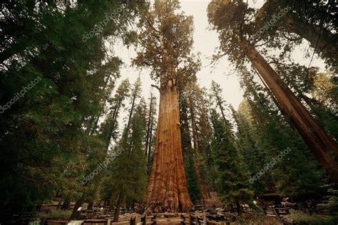 General Sherman Tree — Stock Photo © rabbit75_dep #72420087