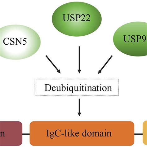 Regulation Of Pd L By Dubs A Schematic Illustration Of Multiple Dubs