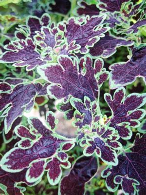 COLEUS Inky Fingers: Landcraft Environments