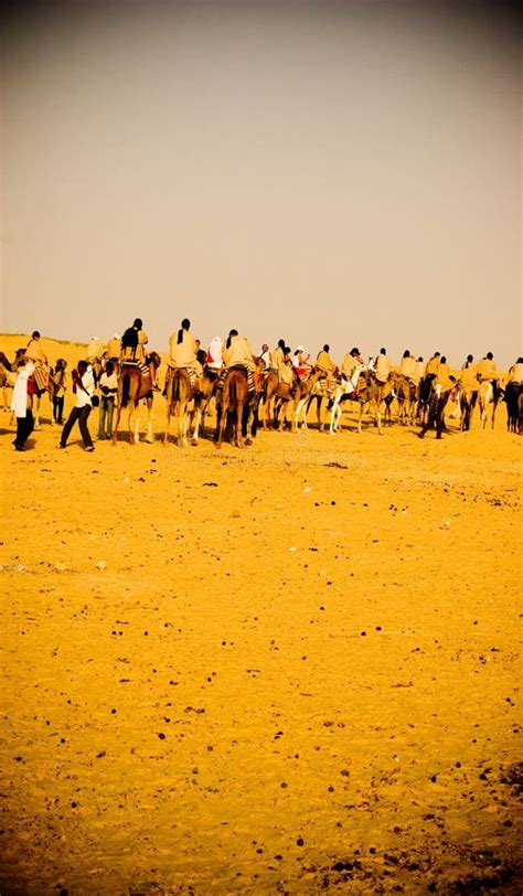 Oasis in the Namib Desert stock photo. Image of tree - 14097948