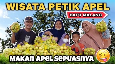 WISATA PETIK APEL BATU MALANG MAKAN APEL SEPUASNYA BERSAMA KELUARGA