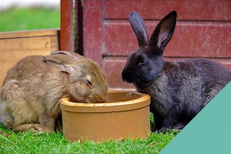 Rabbit Dental Care Calder Vets