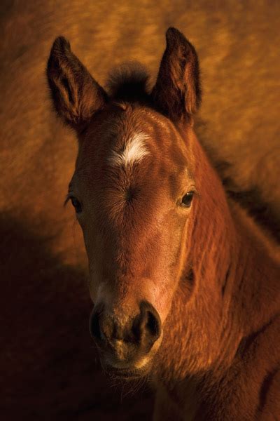 Robert Dawson Whats Up Horse Print Canvas Options