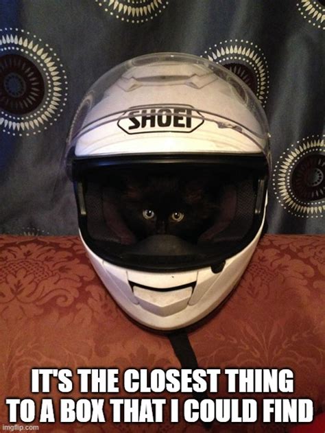 Meme By Brad Cat In A Motorcycle Helmet Humor Imgflip