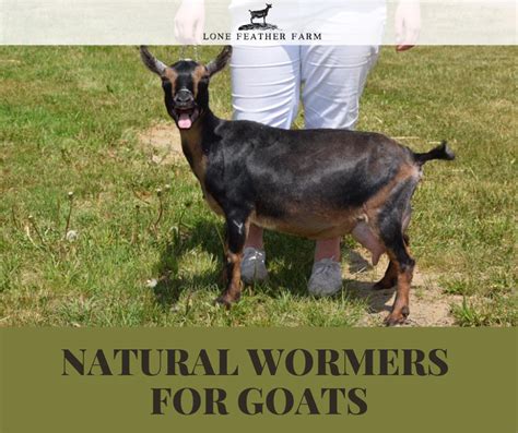 Natural Goat Wormers — Lone Feather Farm