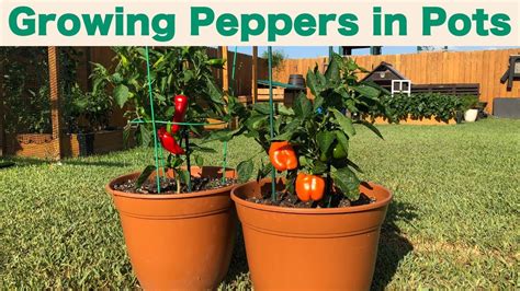 Growing Peppers In Containers YouTube