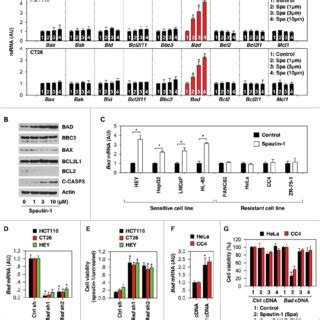 Upregulation Of BAD Facilitates Spautin 1 Induced Apoptosis A Q PCR