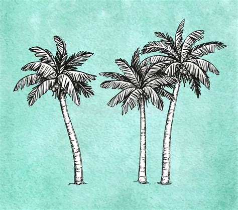 Coconut Palm Tree Stock Vector Illustration Of Engrave 94527068