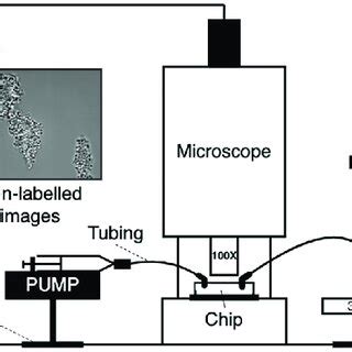 Schematic diagram of the simulation domain. (a) Blood perfusion channel ...