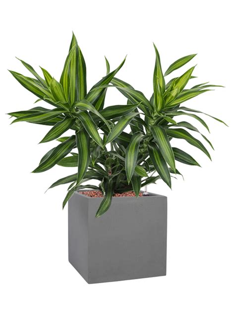 Pleomele Dracaena Reflexa Song Of Jamaica Donica Natural