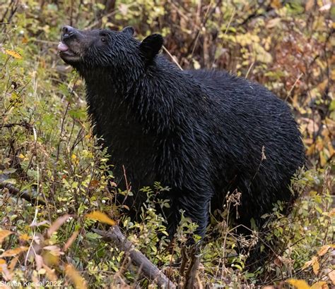 American Black Bear Eating Berries – Sonoran Images