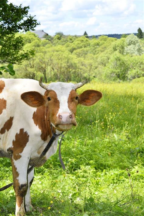 Portrait Of Rural Cows Grazing On A Green Meadow Close Up Stock Image