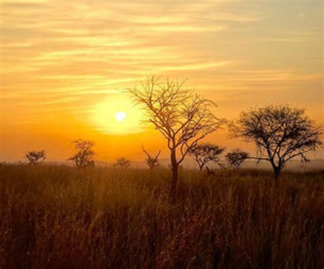 Sunrise In The African Bush Bush Safari Sunrise Africa Southafrica