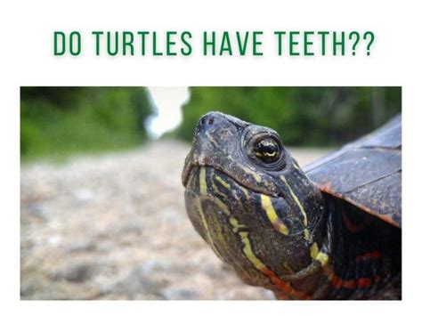 turtle teeth - TurtleHolic