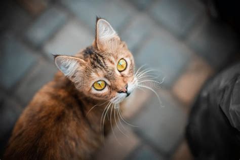 Hermoso Gatito Peluche Mirando Hacia Arriba Vista Superior De Una