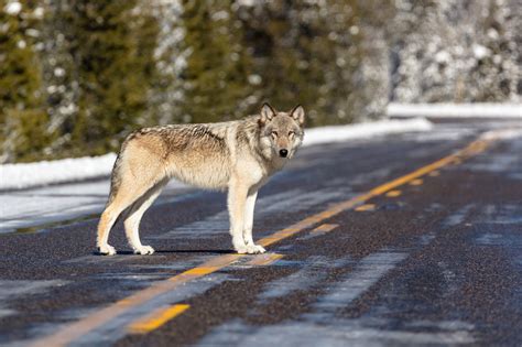 After wolves rebound across US West, future up to voters Mike Phillips gray wolves Colorado ...