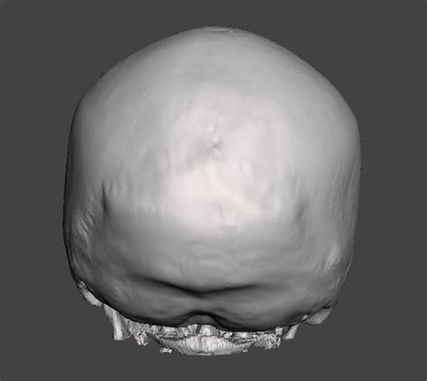 Skull Female Age 78 Free 3d Model Cgtrader