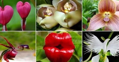 Descubre La Incre Ble Diversidad De Las Plantas M S Raras Del Mundo