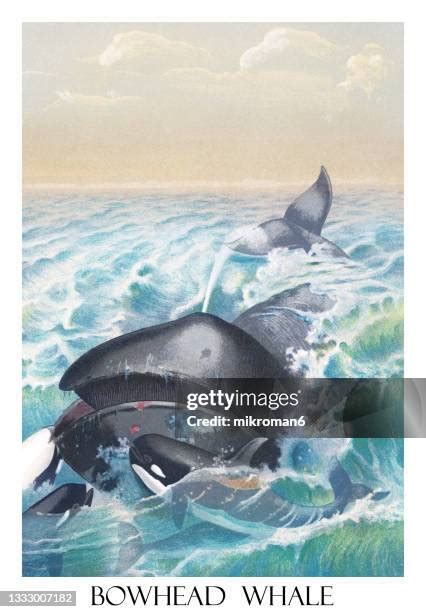 205 Bowhead Whale Stock Photos, High-Res Pictures, and Images - Getty ...